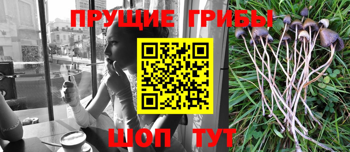 Псилоцибиновые грибы GOLDEN TEACHER  Вход с VPN  Благодарный 